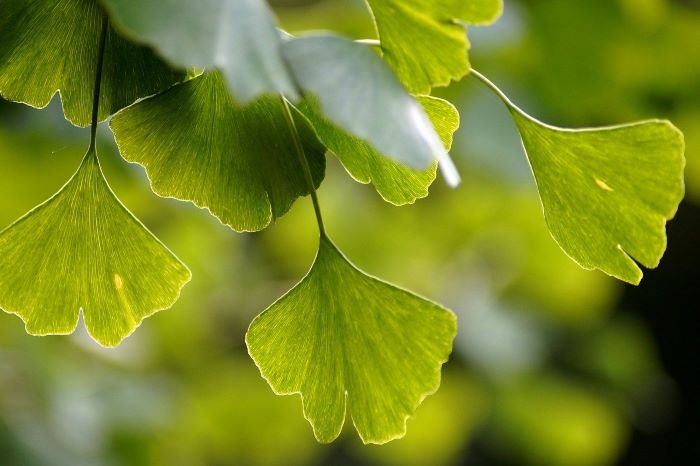 Gingko