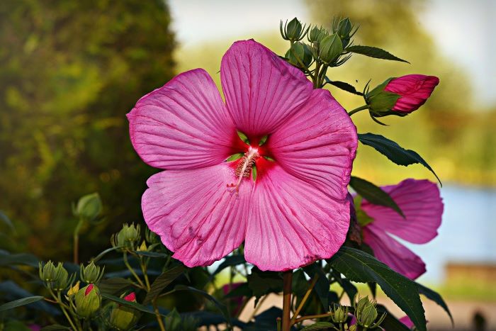 Hibiskus