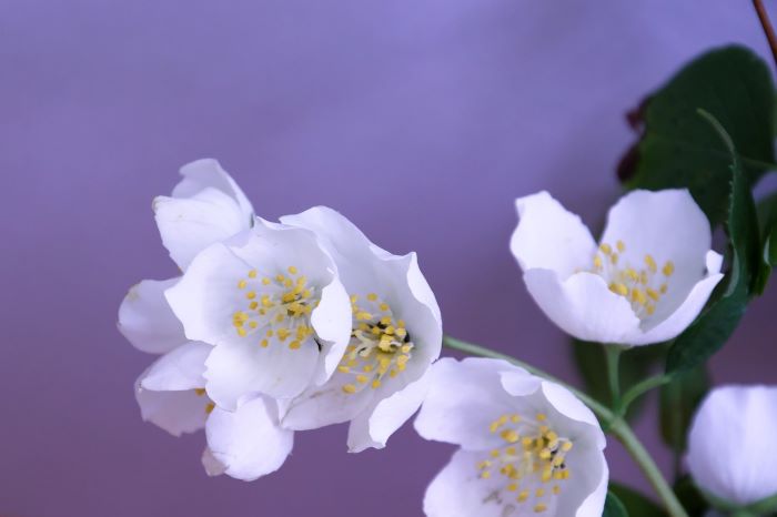 Jasmin | Falscher Jasmin | giftig