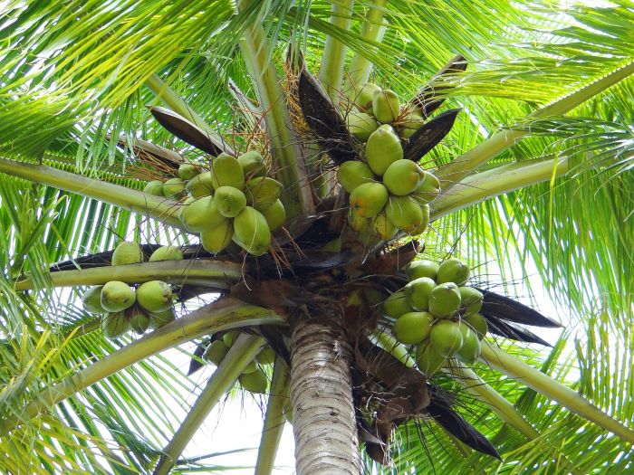 Kokos