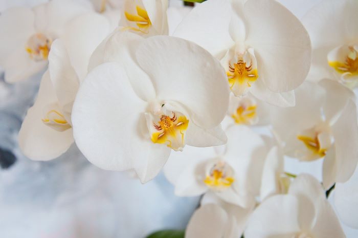 Orchidee