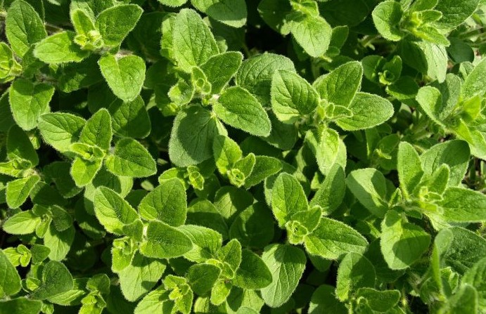 Oregano