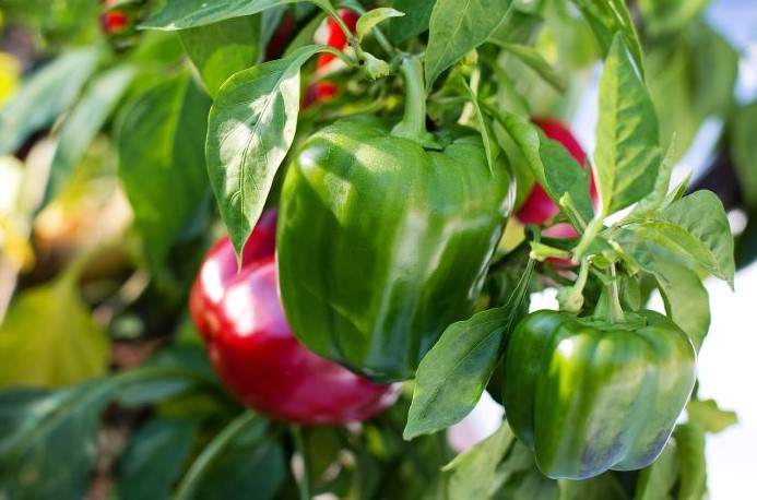 Paprika