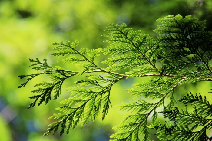 Thuja | giftig